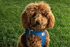 Alerta de Desaparición Perro  Hembra , 2 años Vevey Suiza