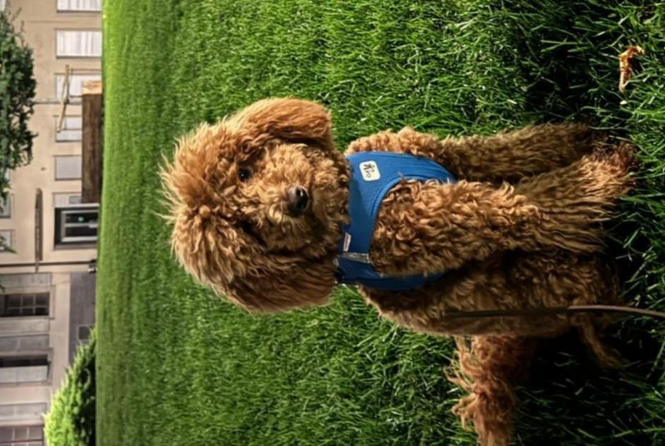 Alerta de Desaparición Perro  Hembra , 2 años Vevey Suiza