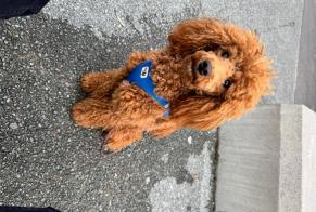 Alerta de Desaparición Perro  Hembra , 2 años Vevey Suiza
