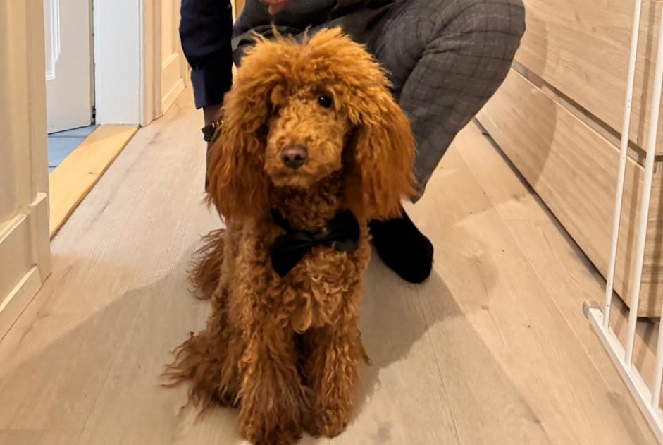 Alerta de Desaparición Perro  Hembra , 2 años Vevey Suiza