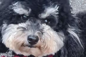 Alerta de Desaparición Perro  Macho , 2 años Chêne-Bourg Suiza