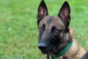 Alerta de Desaparición Perro  Macho , 3 años Ballens Suiza