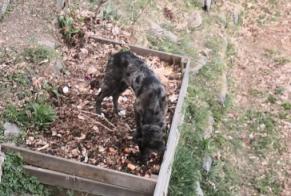 Alerta de Hallazgo Perro Desconocido Crans-Montana Suiza