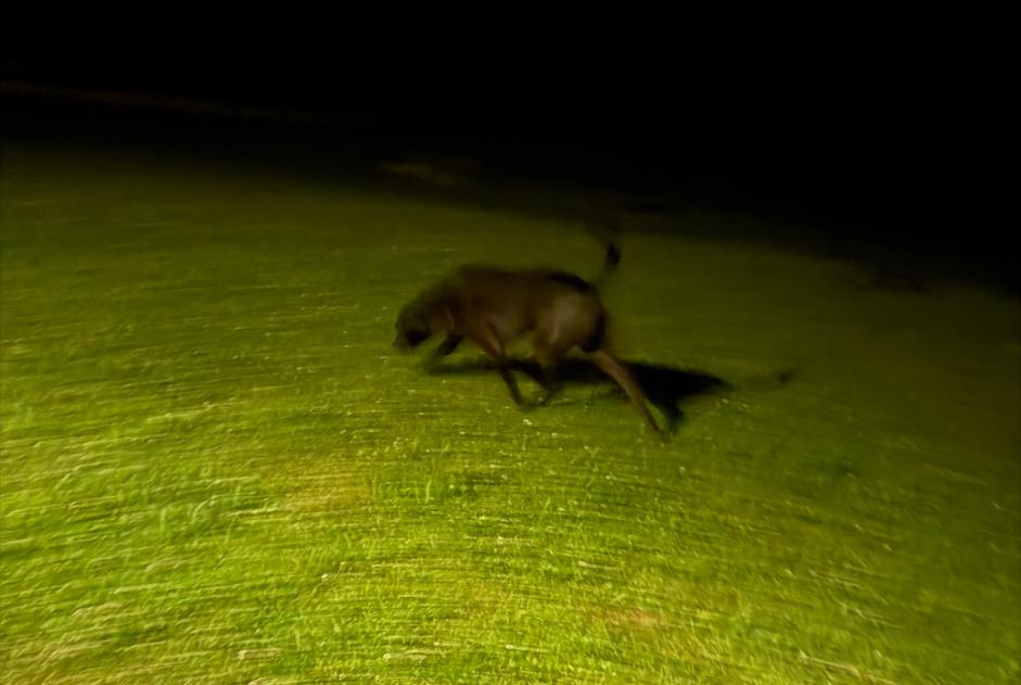 Alerta de Hallazgo Perro Desconocido Horgen Suiza