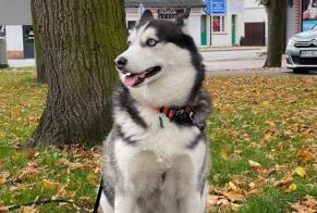 Alerta de Desaparición Perro  Macho , 6 años Saint-Martin Suiza