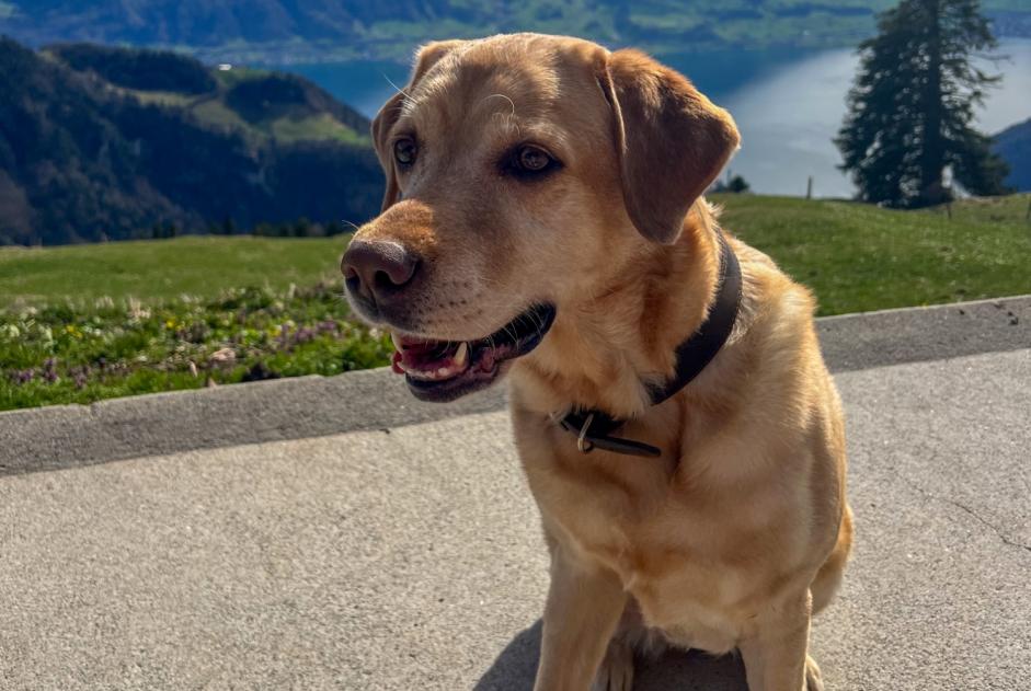 Alerte Disparition Chien  Femelle , 10 ans Thônex Suisse