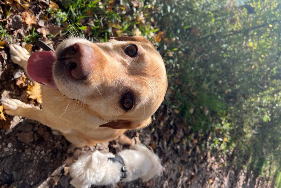 Alerte Disparition Chien  Femelle , 10 ans Thônex Suisse