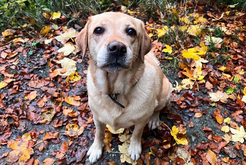 Alerte Disparition Chien  Femelle , 10 ans Thônex Suisse