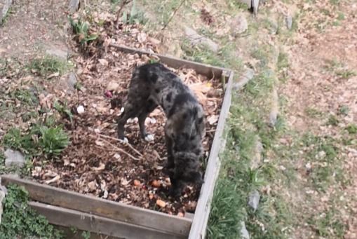Alerte Découverte Chien Inconnu Crans-Montana Suisse
