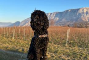 Alerte Disparition Chien  Femelle , 2 ans Carouge Suisse