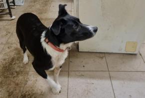 Alerte Découverte Chien Femelle Le Bémont Suisse