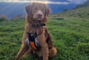 Verdwijningsalarm Hond  Mannetje , 2 jaar Saint-Cergue Zwitserland