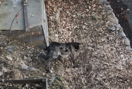 Alerta descoberta Cão Desconhecido Crans-Montana Switzerland