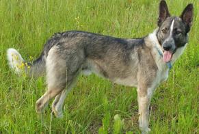 Vermisstmeldung Hund rassenmischung  Männliche , 6 jahre Colombies Frankreich