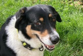 Vermisstmeldung Hund Weiblich , 7 jahre Blyes Frankreich