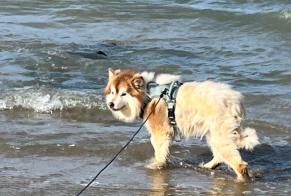 Vermisstmeldung Hund  Männliche , 2 jahre Ploufragan Frankreich