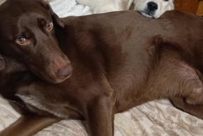 Vermisstmeldung Hund rassenmischung  Männliche , 5 jahre Blaisy-Bas Frankreich