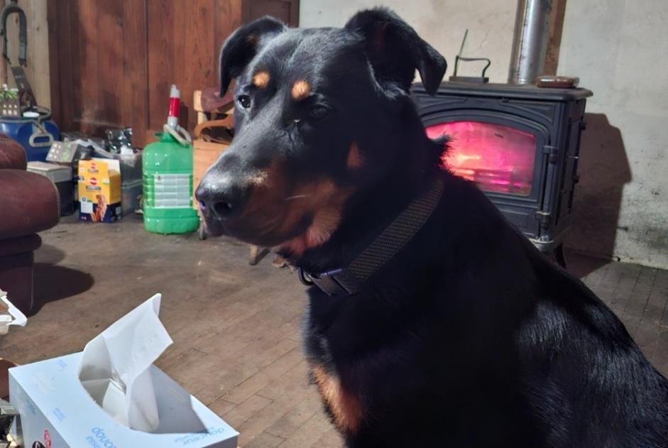 Vermisstmeldung Hund  Männliche , 2 jahre Saint-Victor-Montvianeix Frankreich