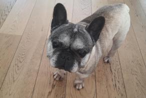 Vermisstmeldung Hund  Männliche , 12 jahre Aubers Frankreich
