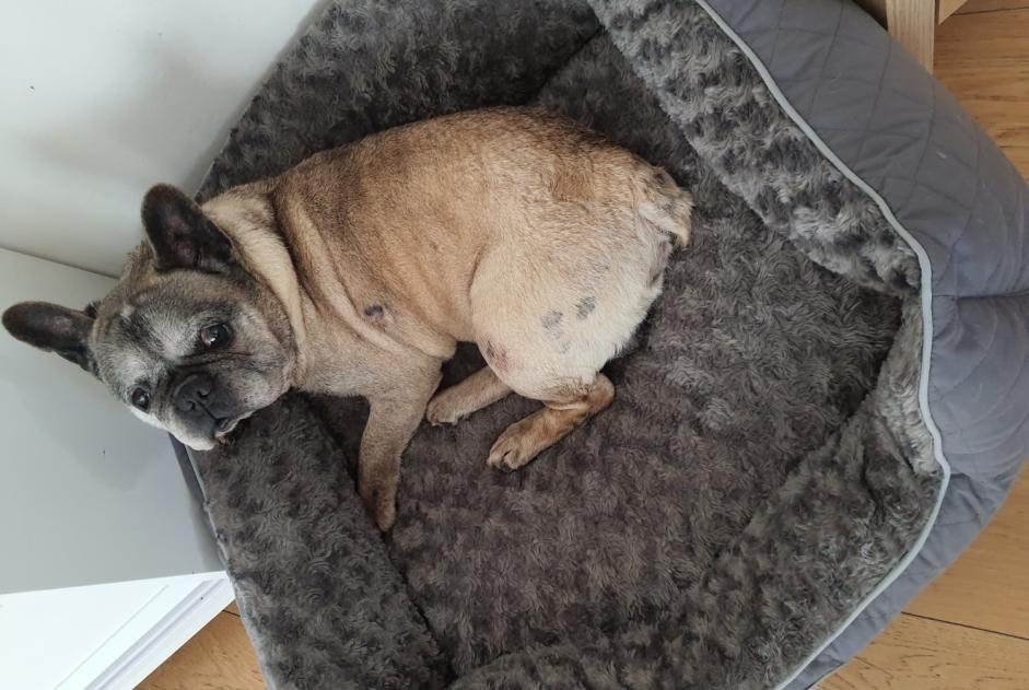 Vermisstmeldung Hund  Männliche , 12 jahre Aubers Frankreich