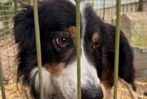 Fundmeldung Hund  Männliche Sougères-en-Puisaye Frankreich