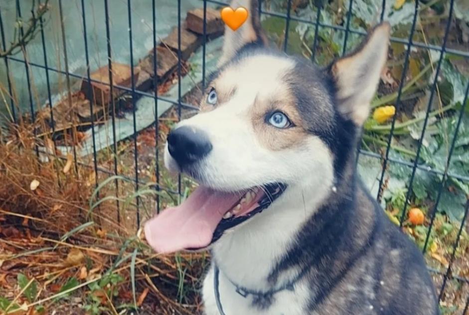 Vermisstmeldung Hund  Männliche , 4 jahre Plainval Frankreich