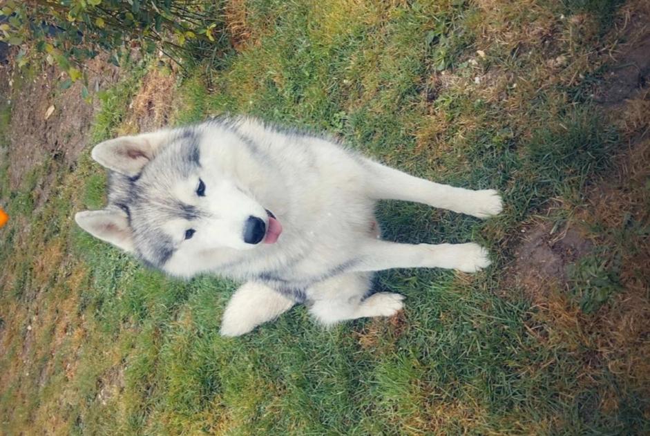 Vermisstmeldung Hund  Männliche , 4 jahre Plainval Frankreich