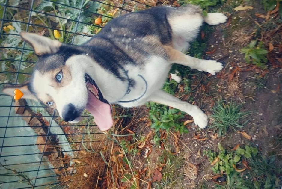 Vermisstmeldung Hund  Männliche , 4 jahre Plainval Frankreich