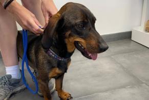 Fundmeldung Hund rassenmischung  Weiblich Coti-Chiavari Frankreich