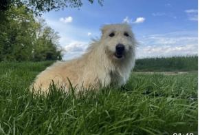 Vermisstmeldung Hund rassenmischung  Weiblich , 3 jahre Saint-Marcel-lès-Valence Frankreich