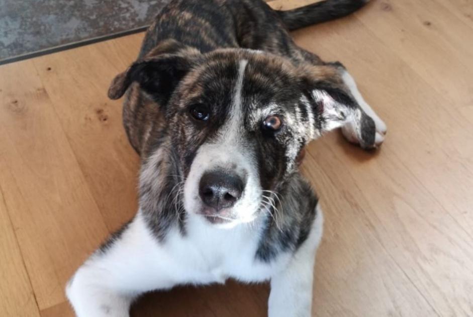 Vermisstmeldung Hund rassenmischung  Weiblich , 3 jahre Caylus Frankreich