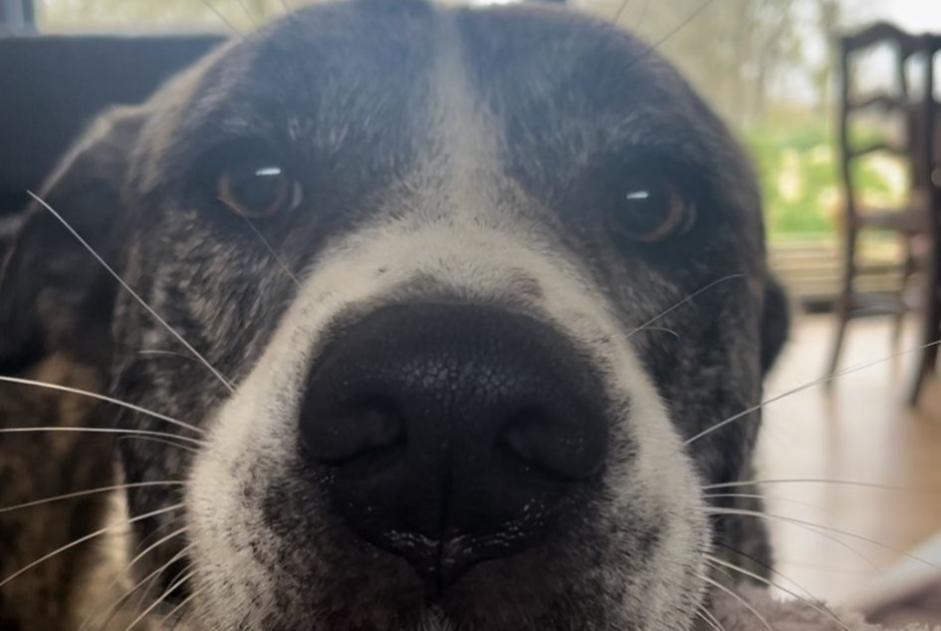Vermisstmeldung Hund rassenmischung  Weiblich , 3 jahre Caylus Frankreich