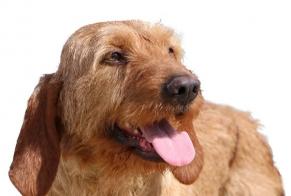 Vermisstmeldung Hund rassenmischung  Männliche , 2025 jahre Barcugnan Frankreich