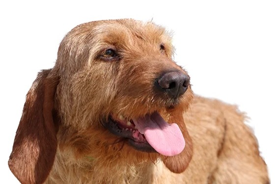 Vermisstmeldung Hund rassenmischung  Männliche , 2025 jahre Barcugnan Frankreich