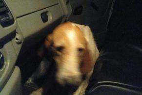 Fundmeldung Hund Unbekannt , 6 Jahre Busserolles Frankreich