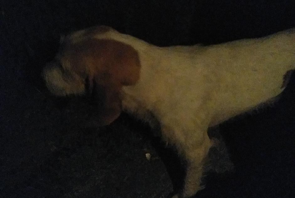 Fundmeldung Hund Unbekannt , 6 Jahre Busserolles Frankreich