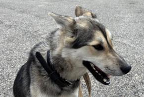 Fundmeldung Hund rassenmischung  Unbekannt Lalouvesc Frankreich