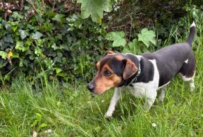 Fundmeldung Hund rassenmischung  Männliche Breuillet Frankreich