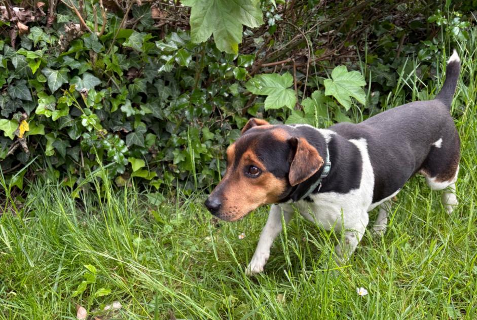 Fundmeldung Hund rassenmischung  Männliche Breuillet Frankreich