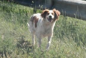 Fundmeldung Hund  Unbekannt Mérignac Frankreich