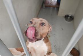 Fundmeldung Hund rassenmischung  Weiblich , 2 Jahre Houilles Frankreich