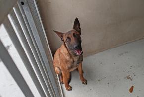 Fundmeldung Hund rassenmischung  Weiblich , 1 Jahr Houilles Frankreich