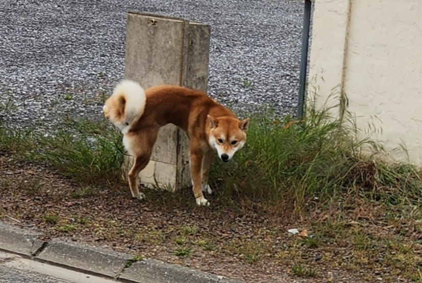 Fundmeldung Hund Männliche Brouchy Frankreich