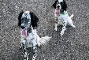 Vermisstmeldung Hund  Männliche , 2 jahre Urcuit Frankreich