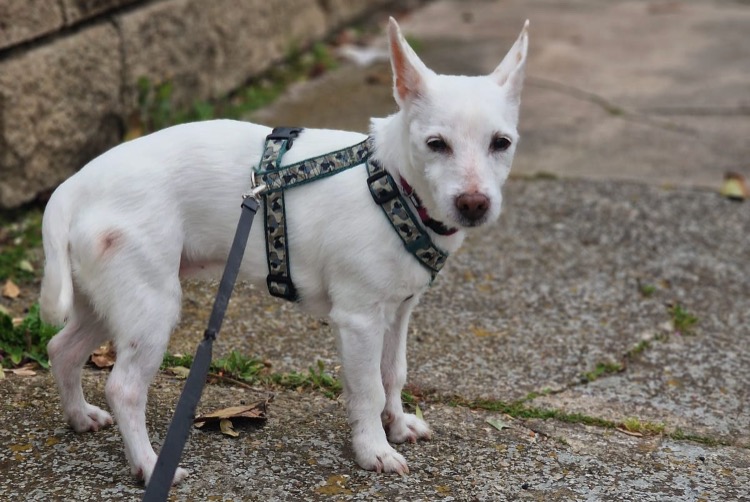 Vermisstmeldung Hund  Weiblich , 16 jahre Narbonne Frankreich