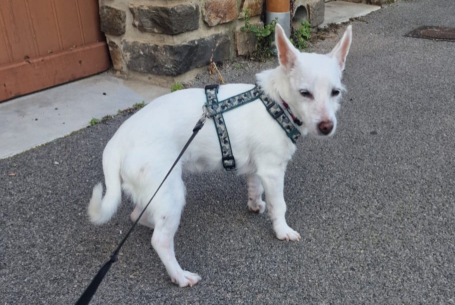 Vermisstmeldung Hund  Weiblich , 16 jahre Narbonne Frankreich