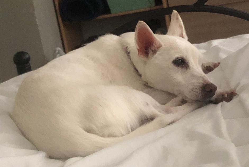 Vermisstmeldung Hund  Weiblich , 16 jahre Narbonne Frankreich