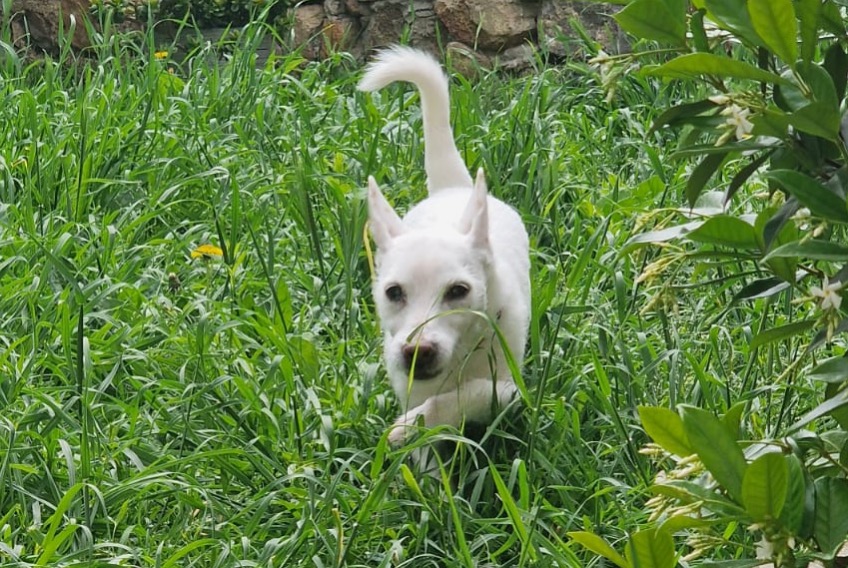 Vermisstmeldung Hund  Weiblich , 16 jahre Narbonne Frankreich