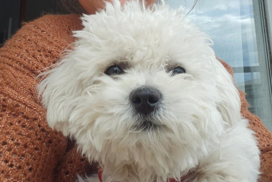 Vermisstmeldung Hund  Weiblich , 0 jahre Beaumes-de-Venise Frankreich