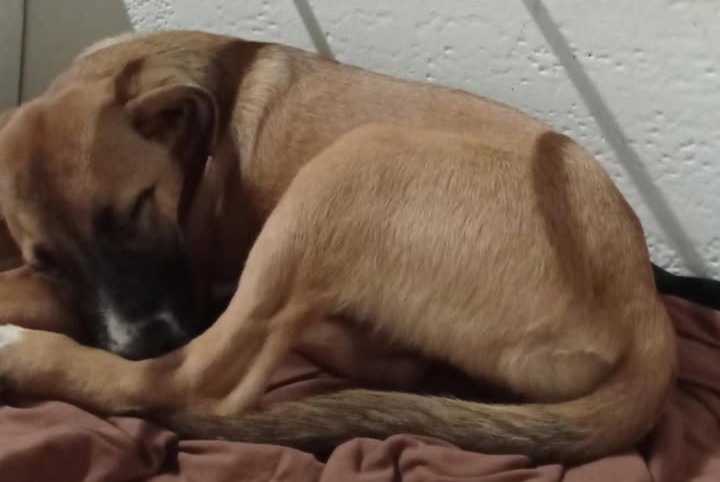 Fundmeldung Hund Weiblich Saint-Denis Frankreich